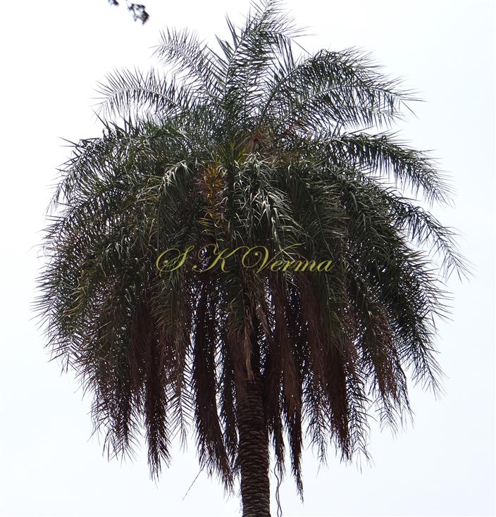  Crown of tree